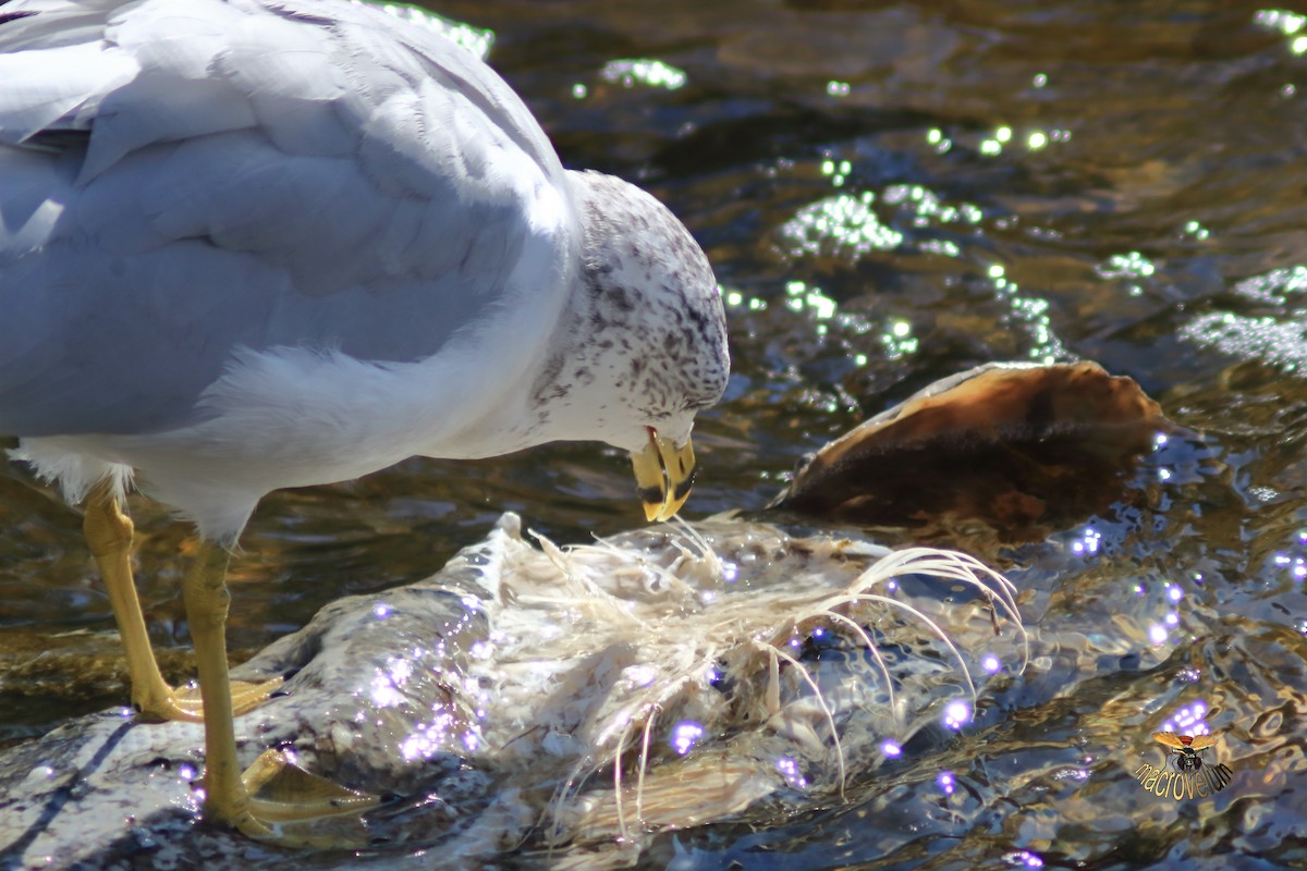 Ring-billed Gull - ML643327616