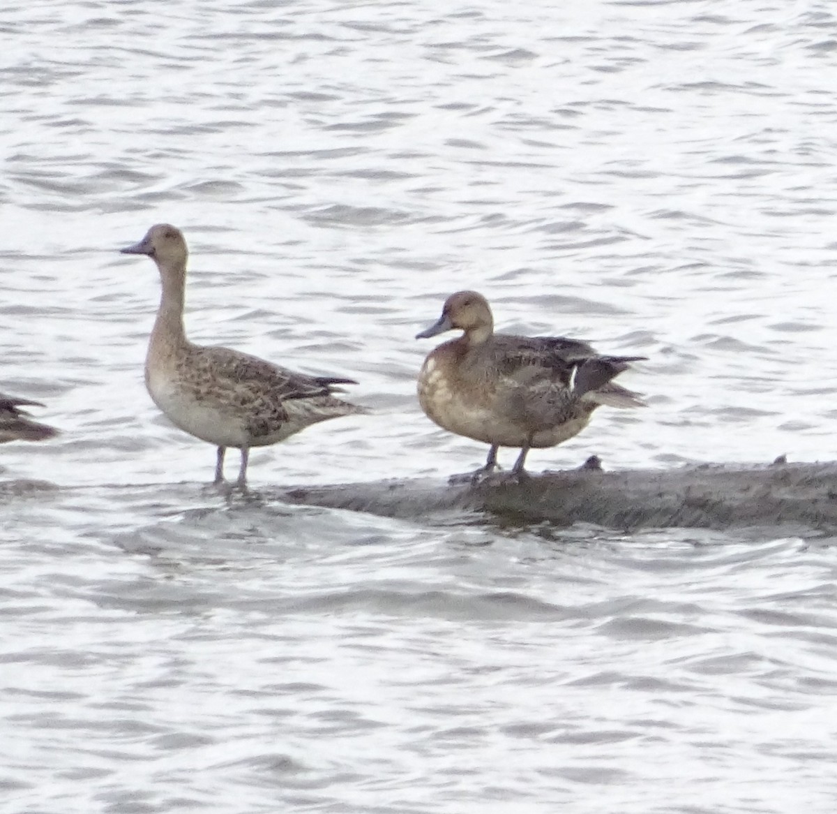 Canard pilet - ML643327620