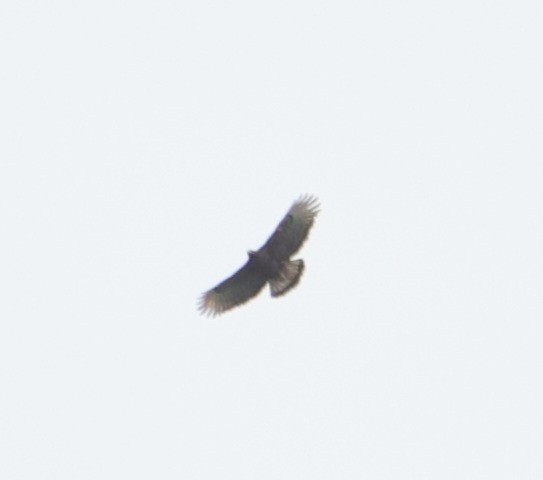 Black-and-chestnut Eagle - ML643327644