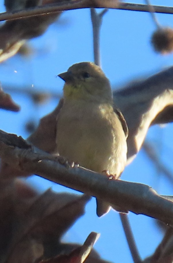 American Goldfinch - ML643327650