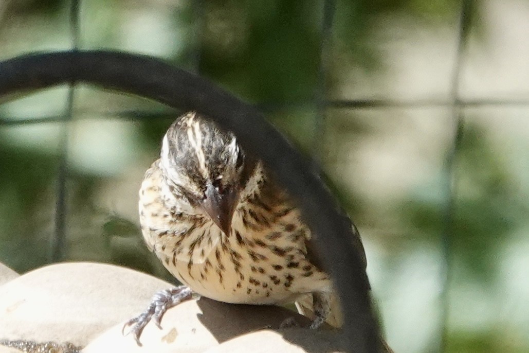 Rose-breasted Grosbeak - ML643327656