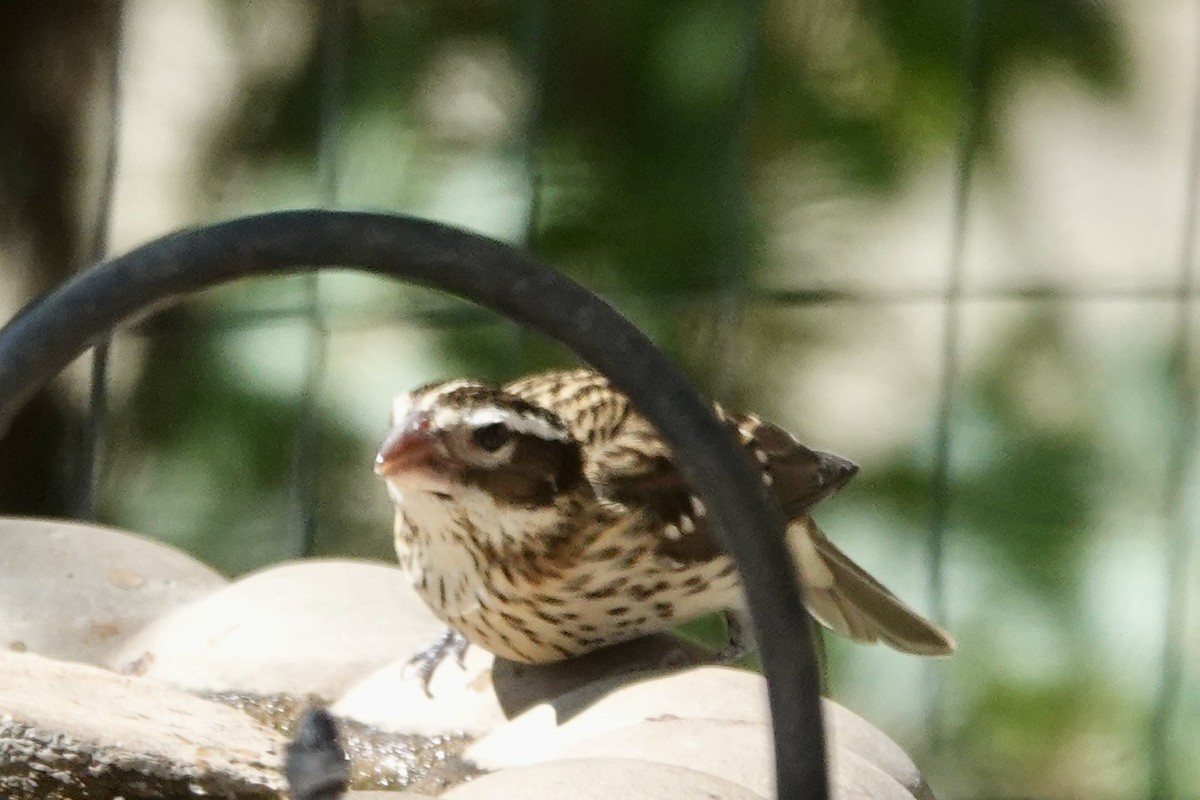 Rose-breasted Grosbeak - ML643327657