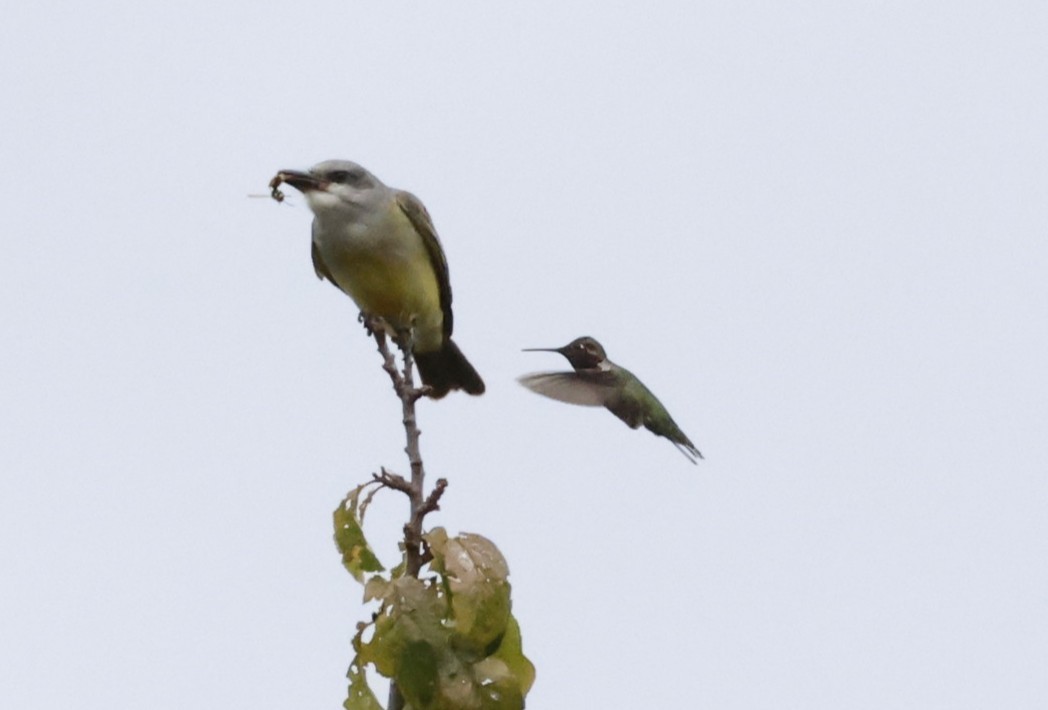 Tropical Kingbird - ML643327661
