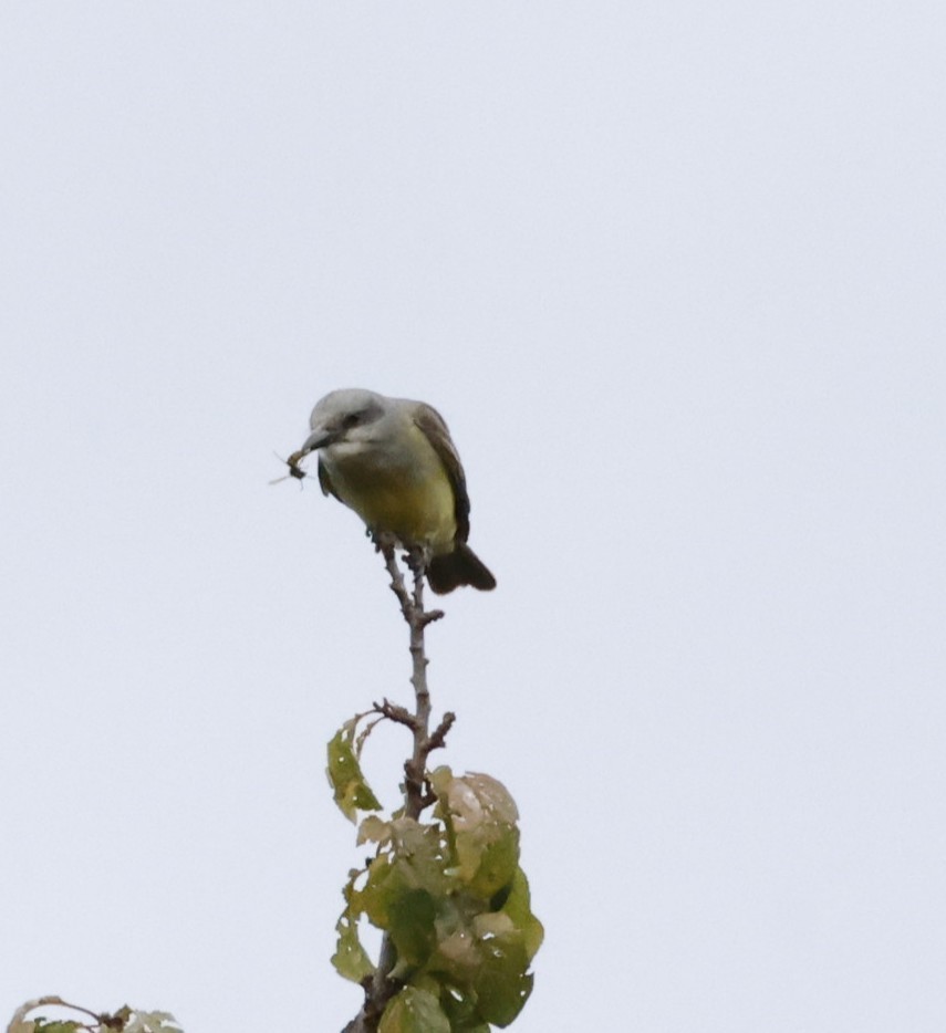 Tropical Kingbird - ML643327662