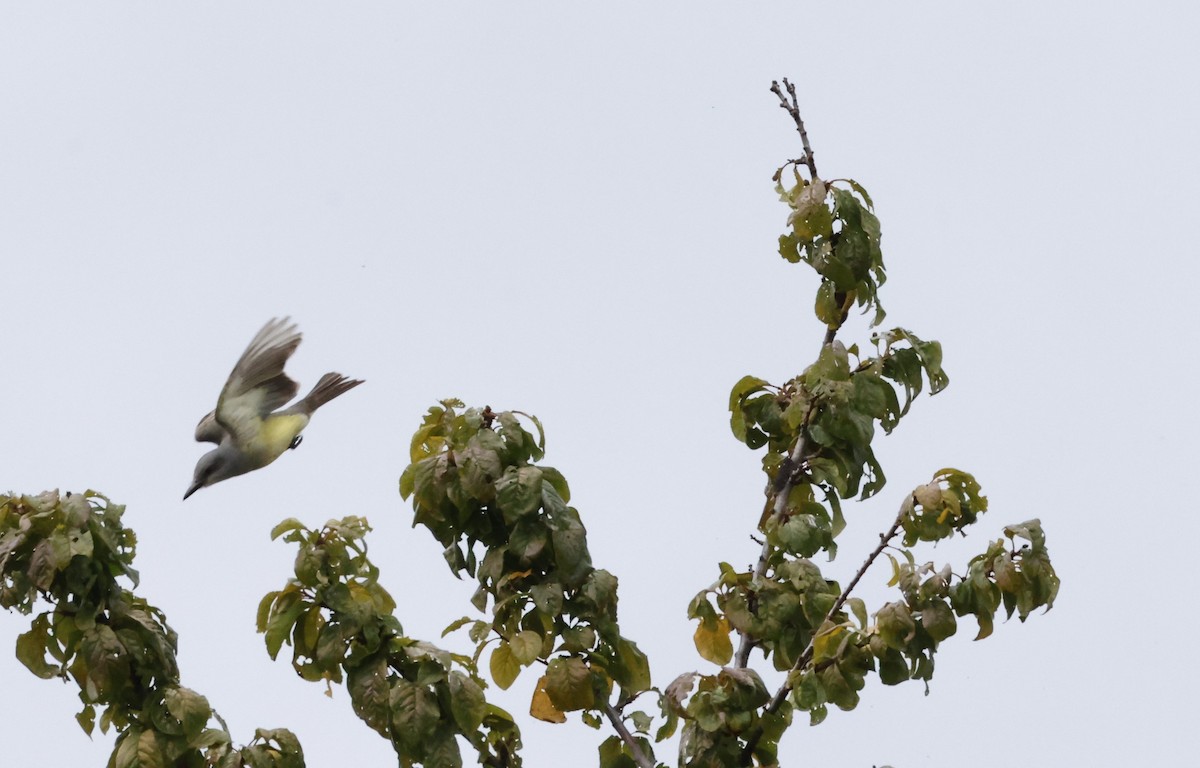 Tropical Kingbird - ML643327663