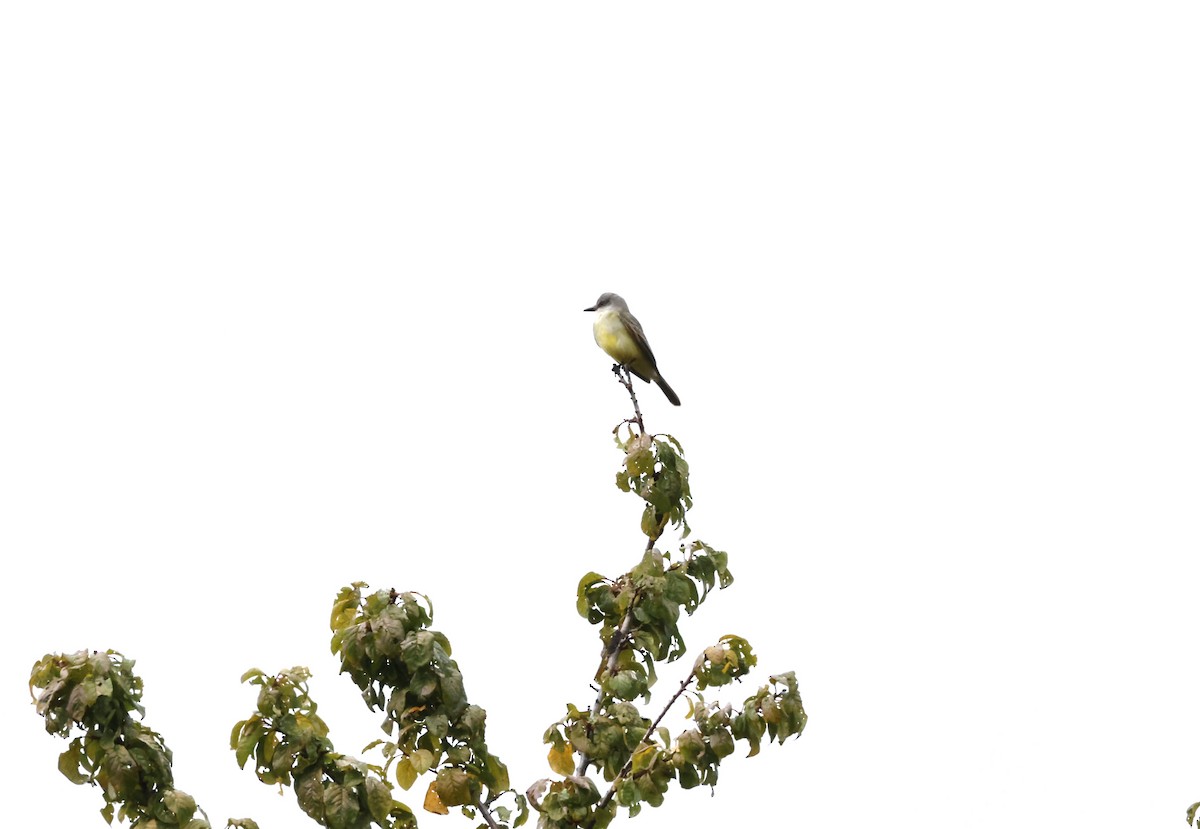 Tropical Kingbird - ML643327664