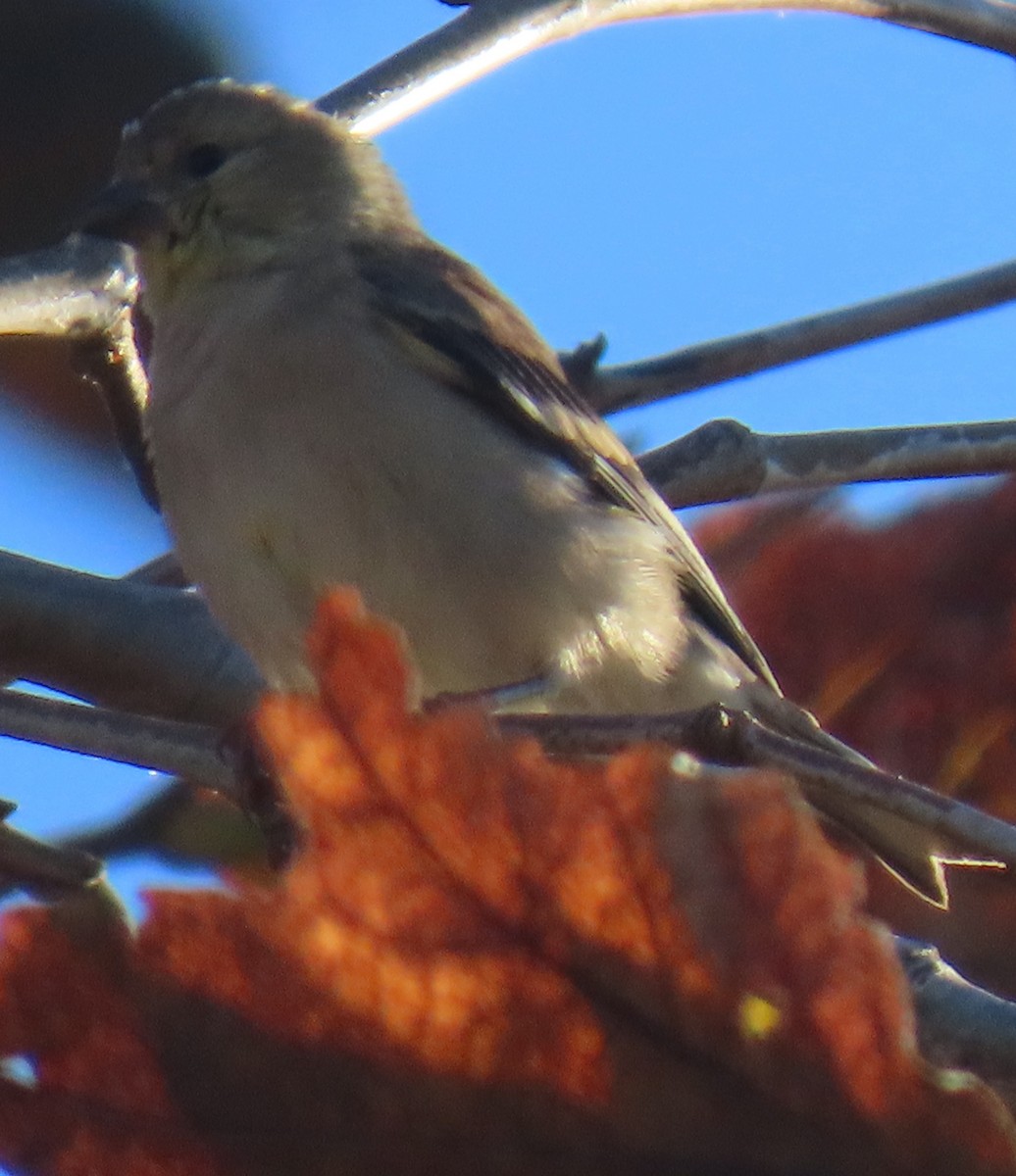 American Goldfinch - ML643327666