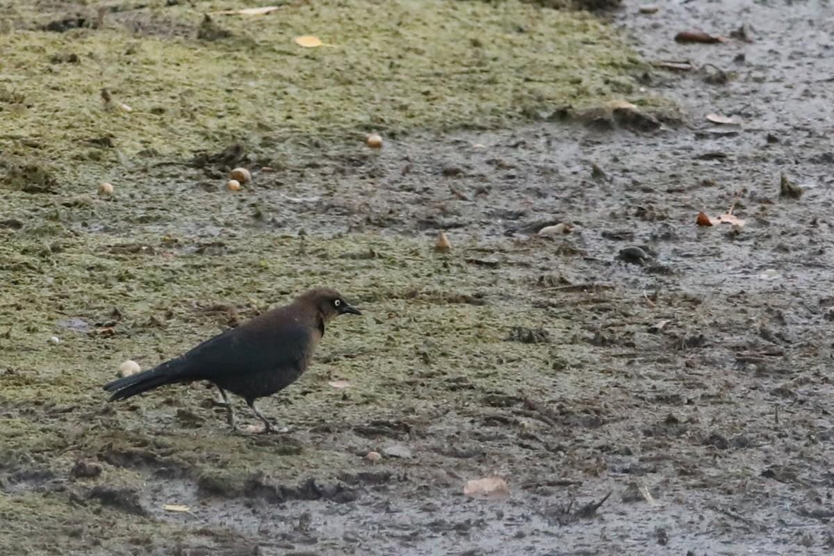 Rusty Blackbird - ML643327678