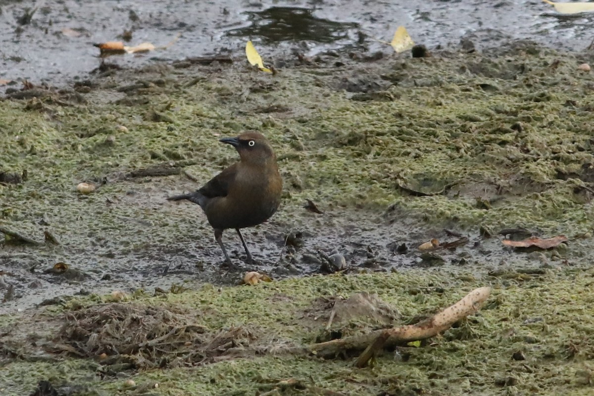 Rusty Blackbird - ML643327679