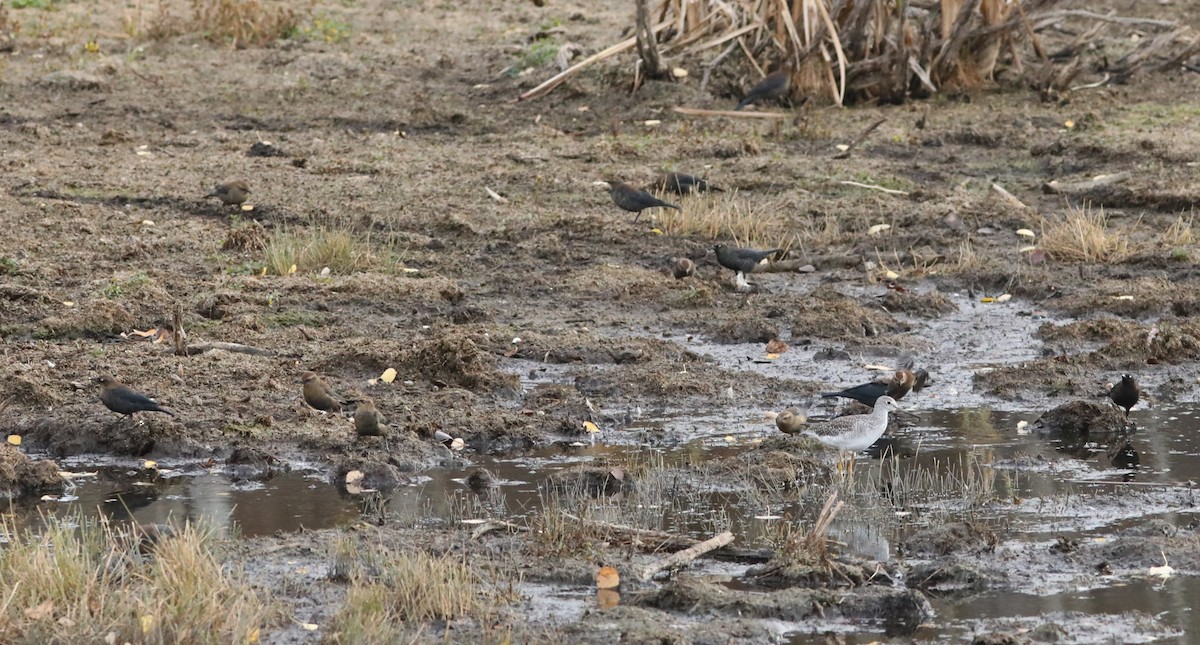 Rusty Blackbird - ML643327680