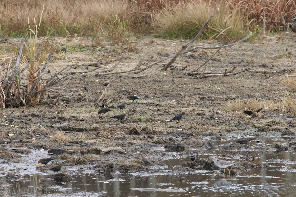 Rusty Blackbird - ML643327681