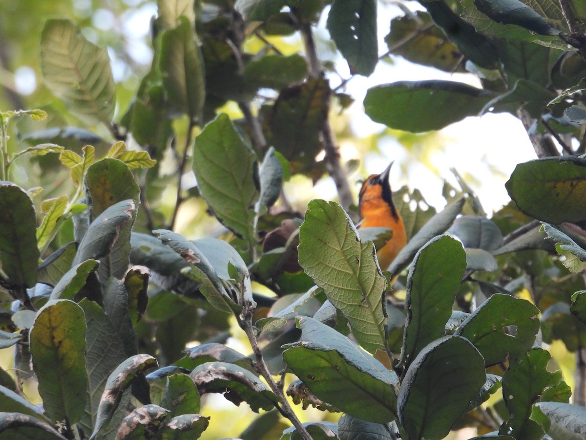 Bullock's Oriole - ML643327685