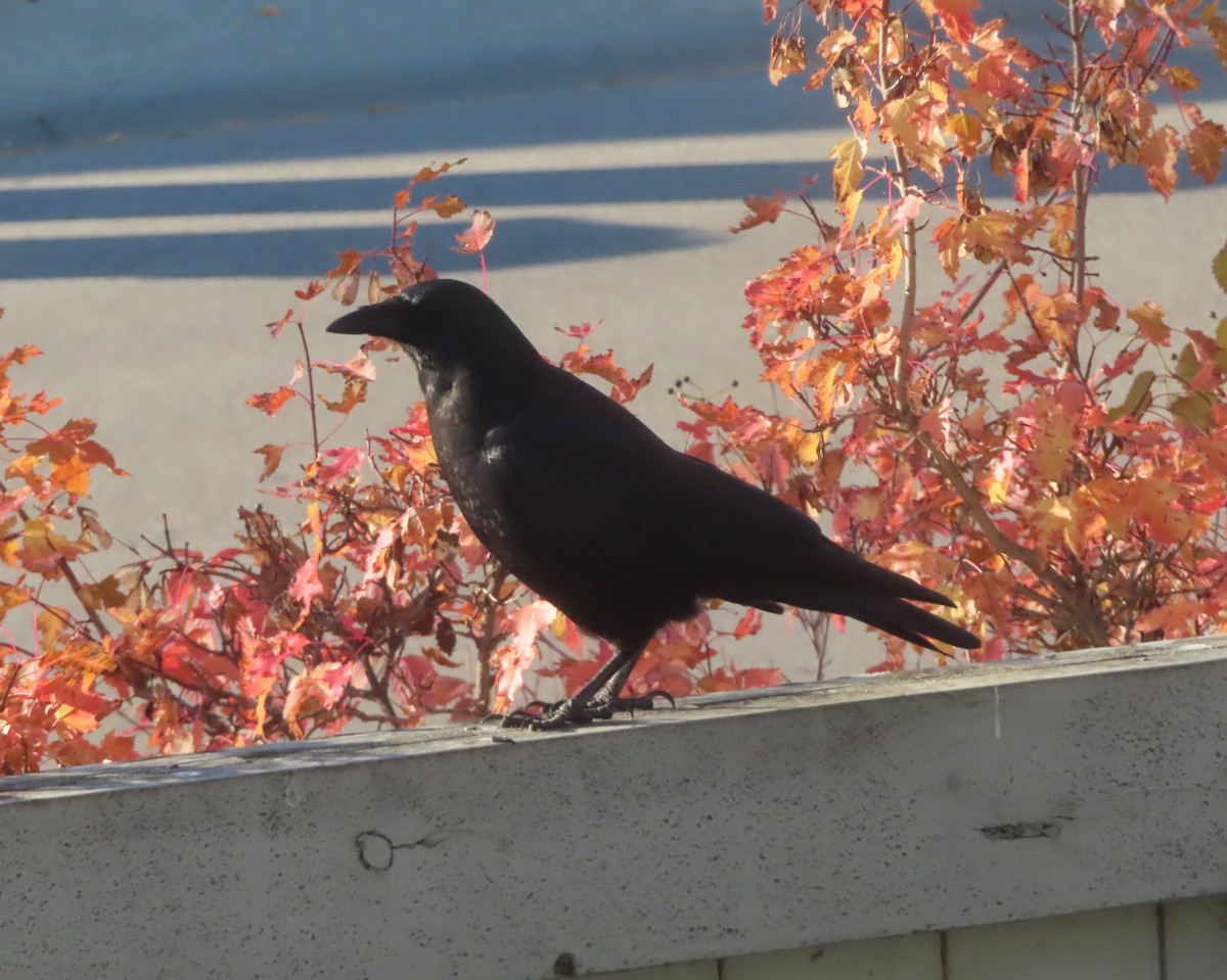 American Crow - ML643327687