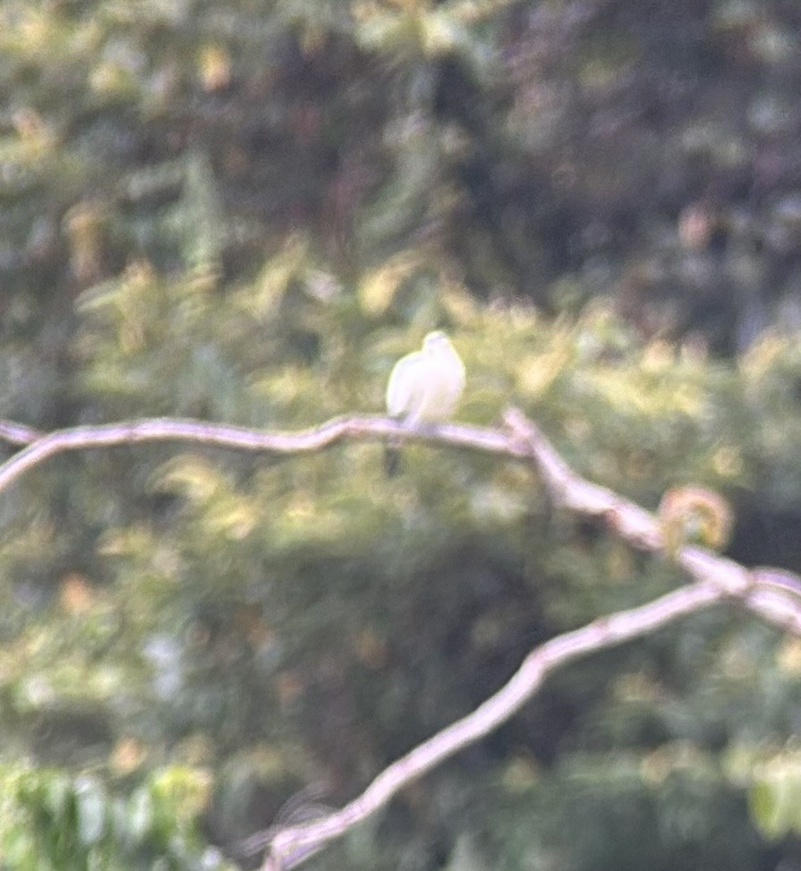 Pied Imperial-Pigeon - ML643327694