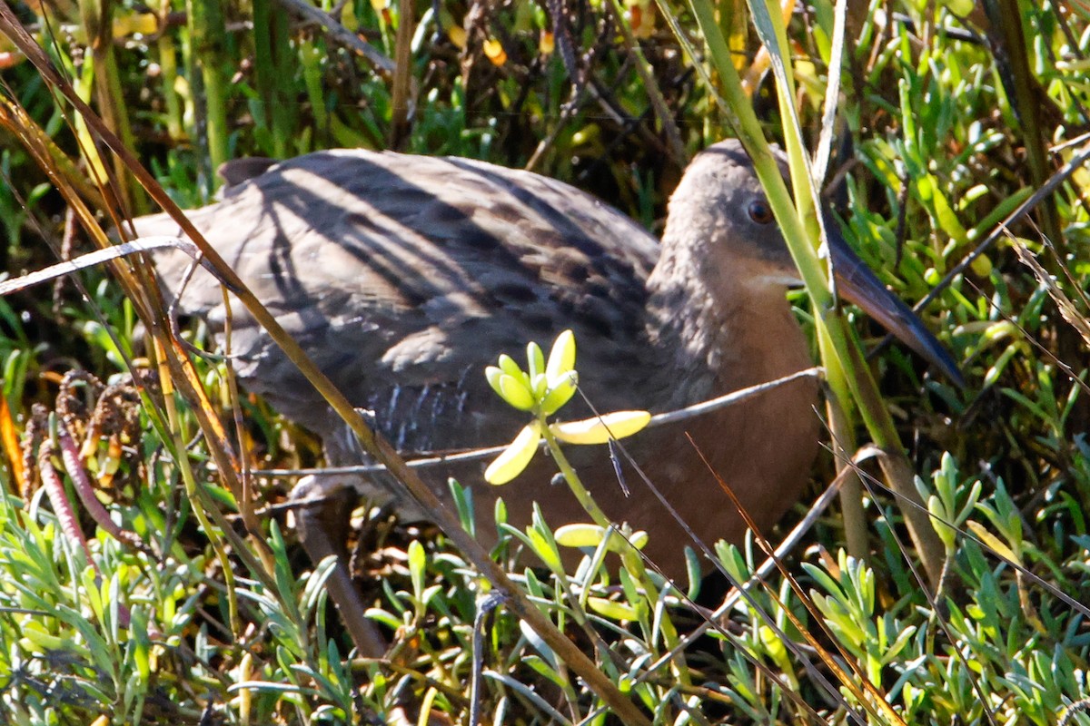 Ridgway's Rail - ML643327706