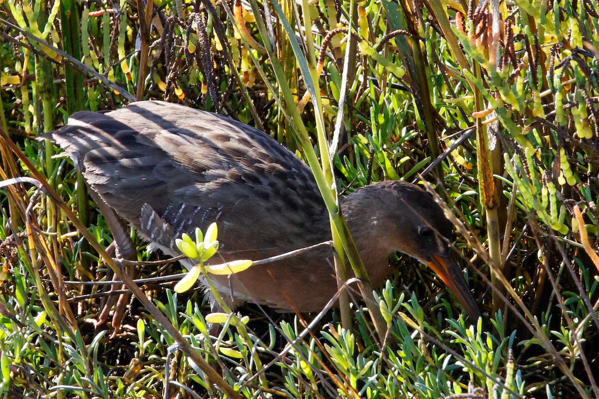 Ridgway's Rail - ML643327707
