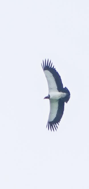 King Vulture - ML643327712