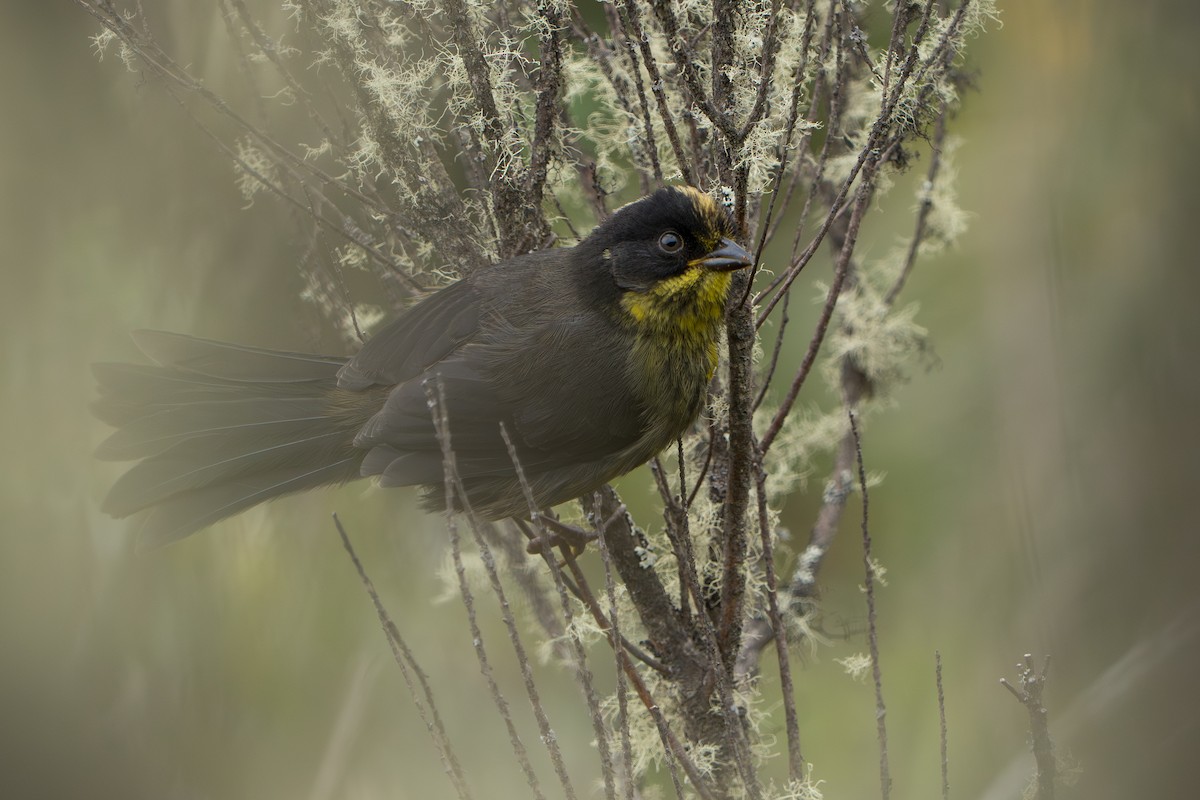 Pale-naped Brushfinch - ML643327714