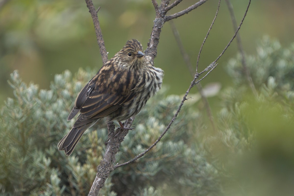 Plumbeous Sierra Finch - ML643327721