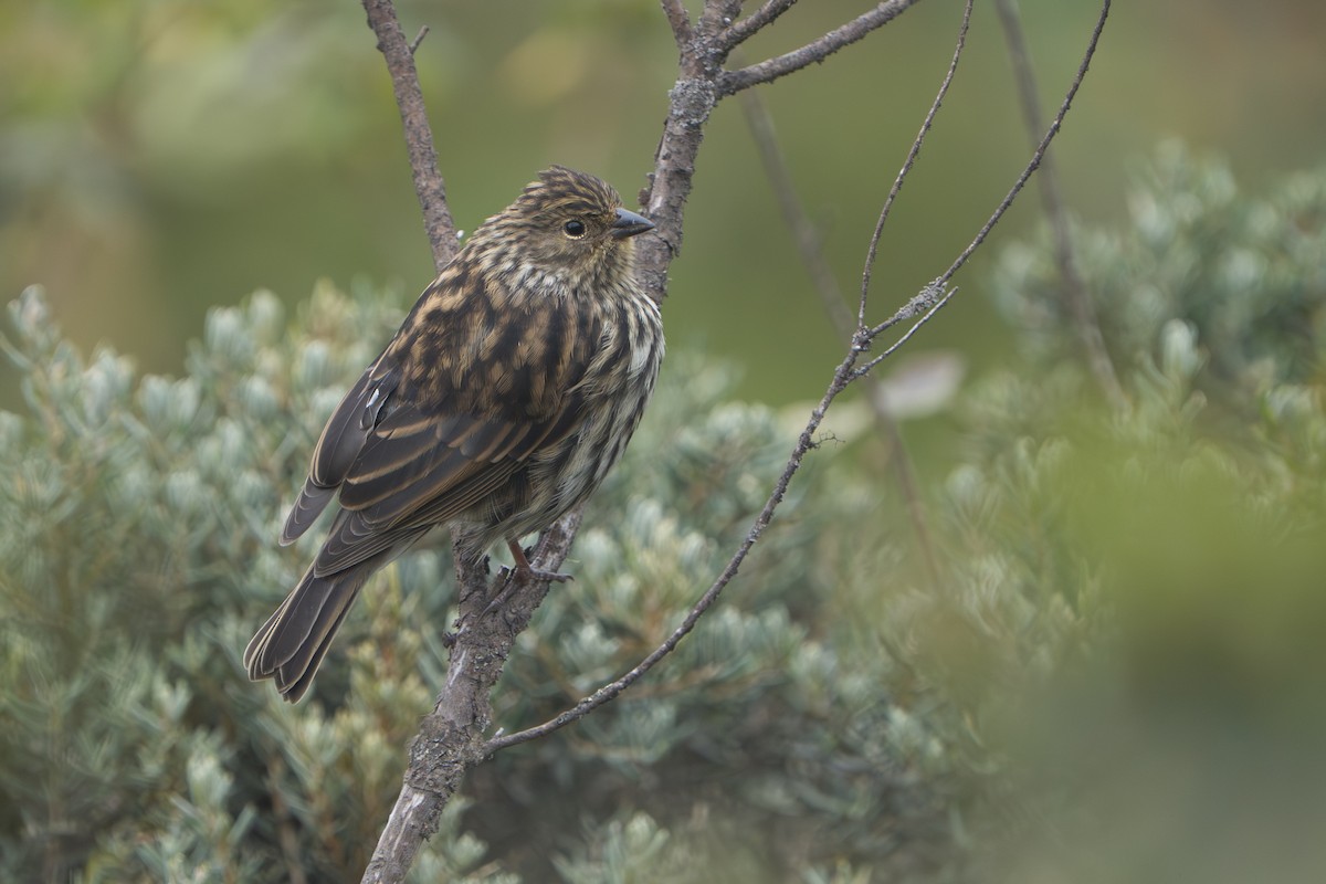 Plumbeous Sierra Finch - ML643327722