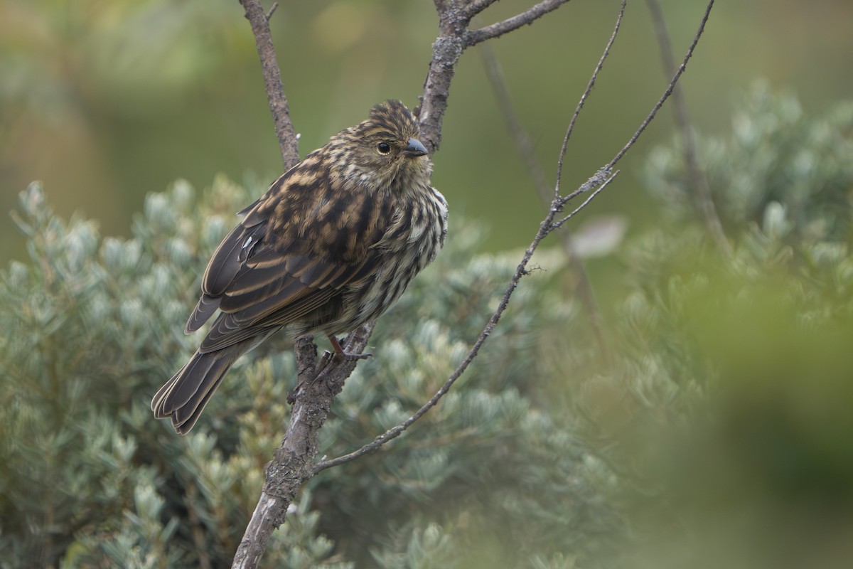 Plumbeous Sierra Finch - ML643327723