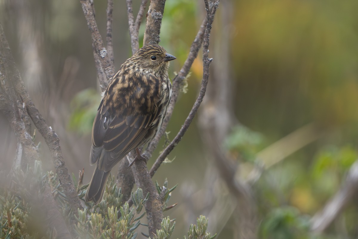 Plumbeous Sierra Finch - ML643327724