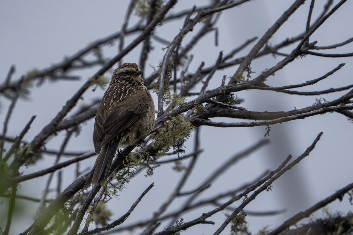 Andean Tit-Spinetail - ML643327729