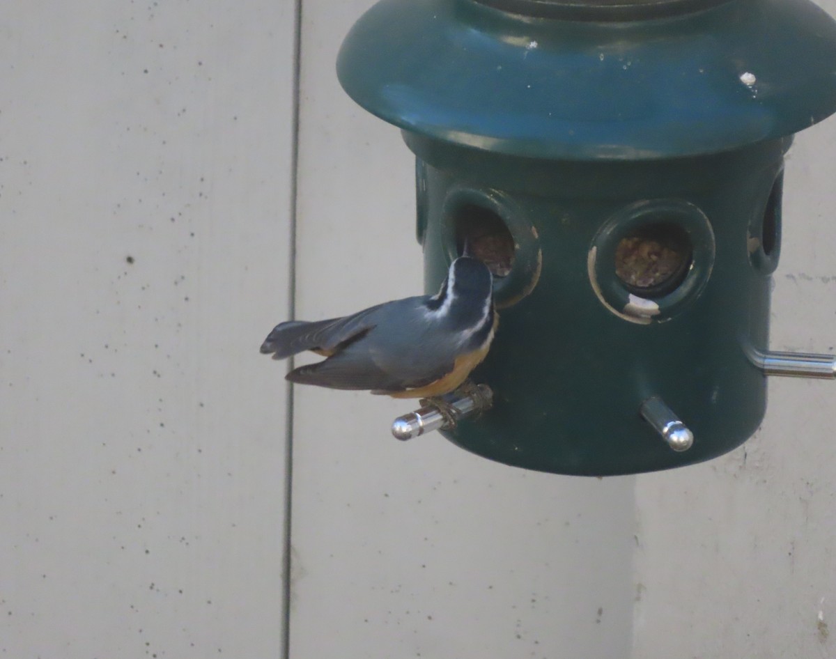 Red-breasted Nuthatch - ML643327731