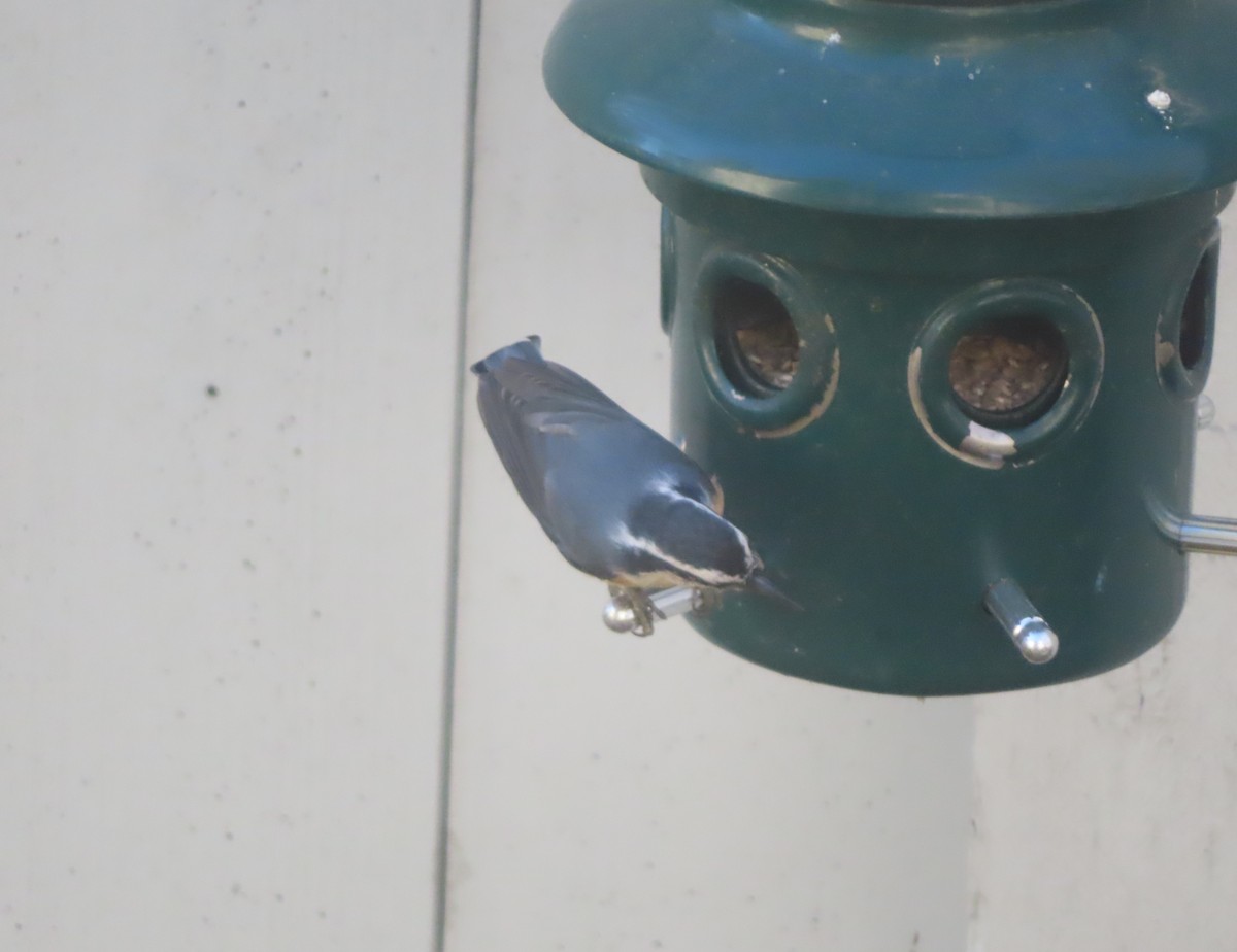 Red-breasted Nuthatch - ML643327741