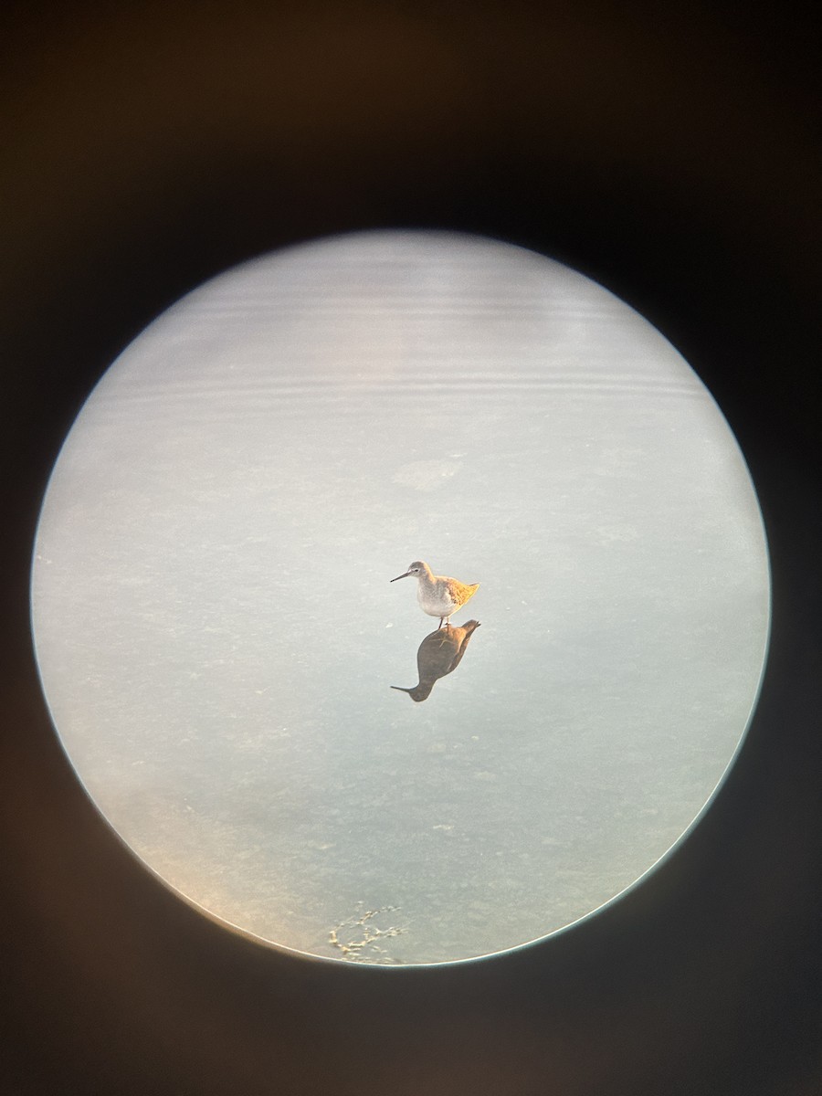 Lesser Yellowlegs - ML643327743