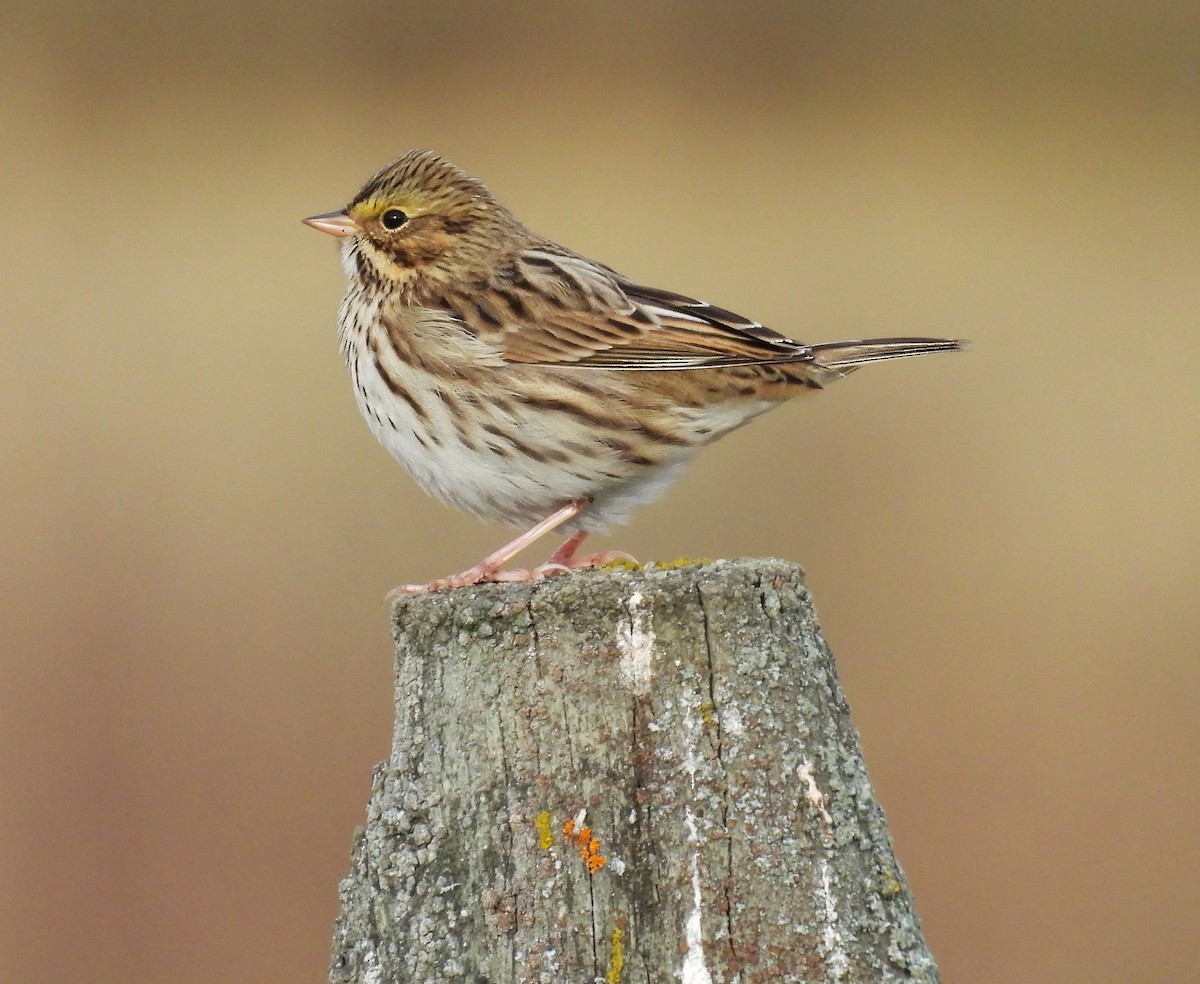 Savannah Sparrow - ML643327749