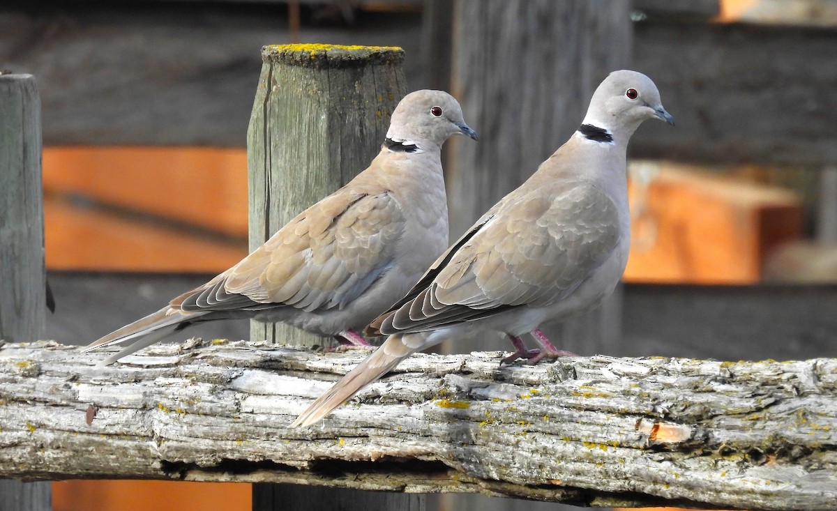 Eurasian Collared-Dove - ML643327763