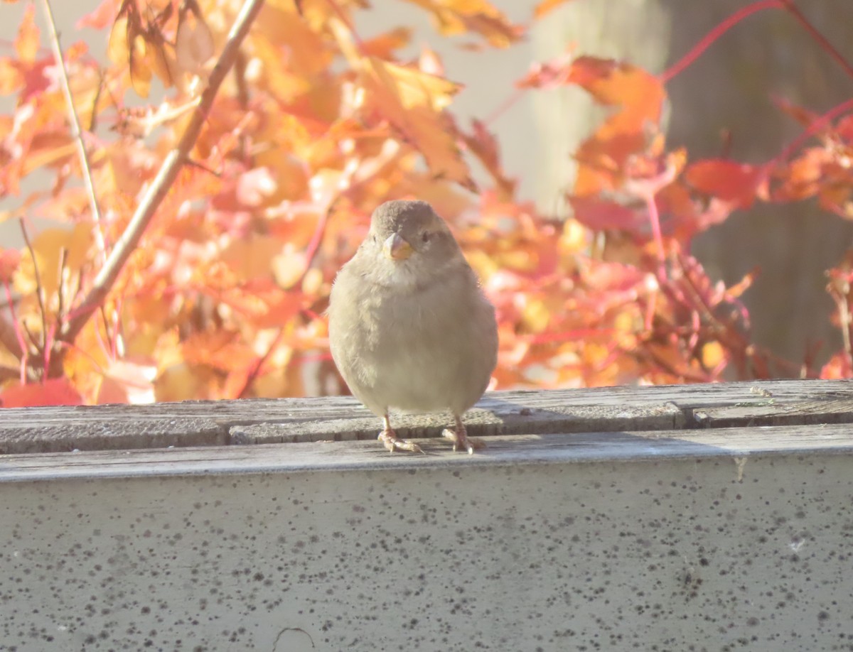 House Sparrow - ML643327767