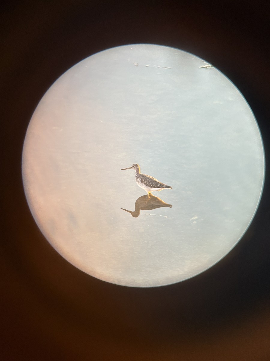 Greater Yellowlegs - ML643327768