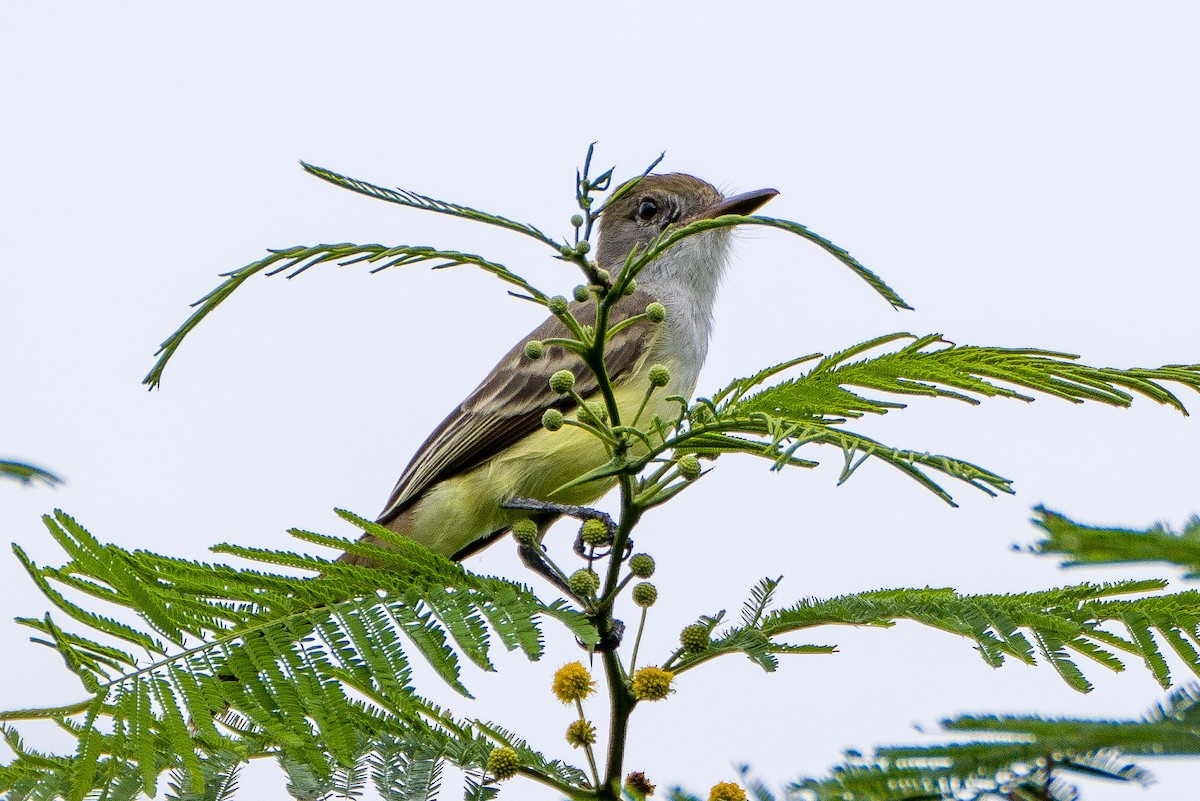 Brown-crested Flycatcher - ML643327771