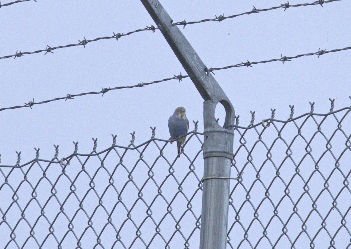 Budgerigar (Domestic type) - ML643327773