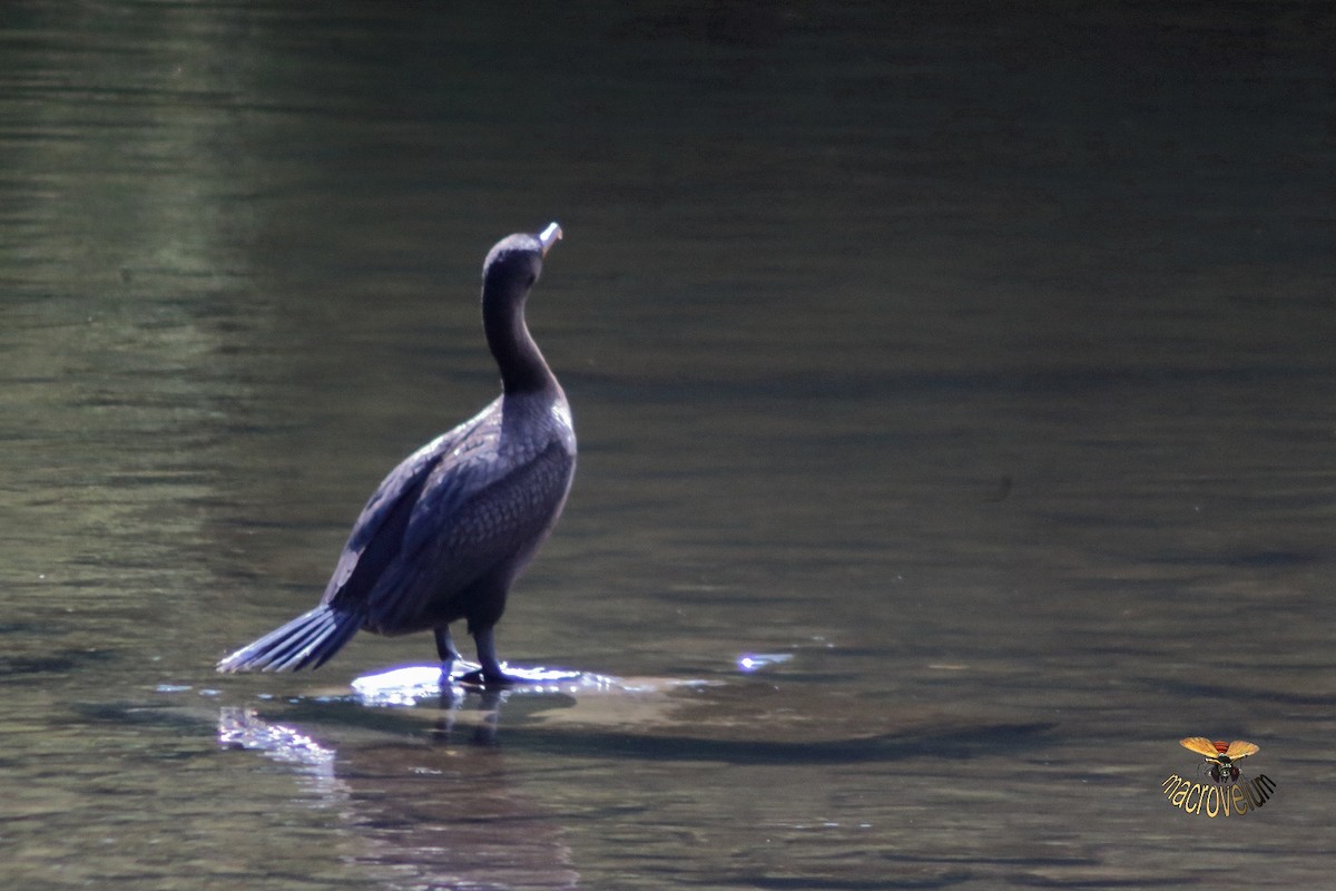 Double-crested Cormorant - ML643327791