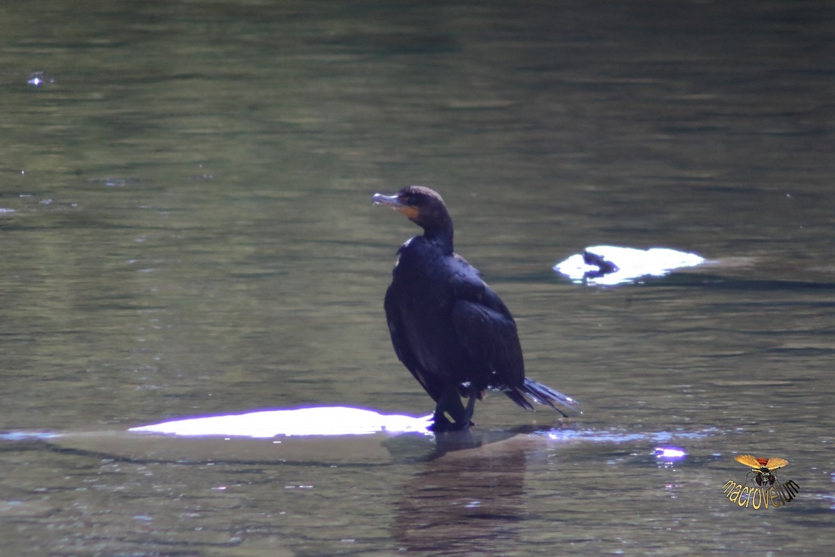 Double-crested Cormorant - ML643327792