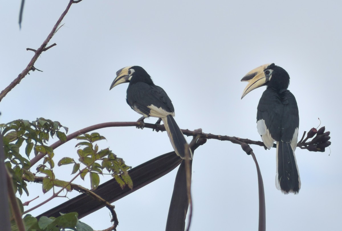 Oriental Pied-Hornbill - ML643327793