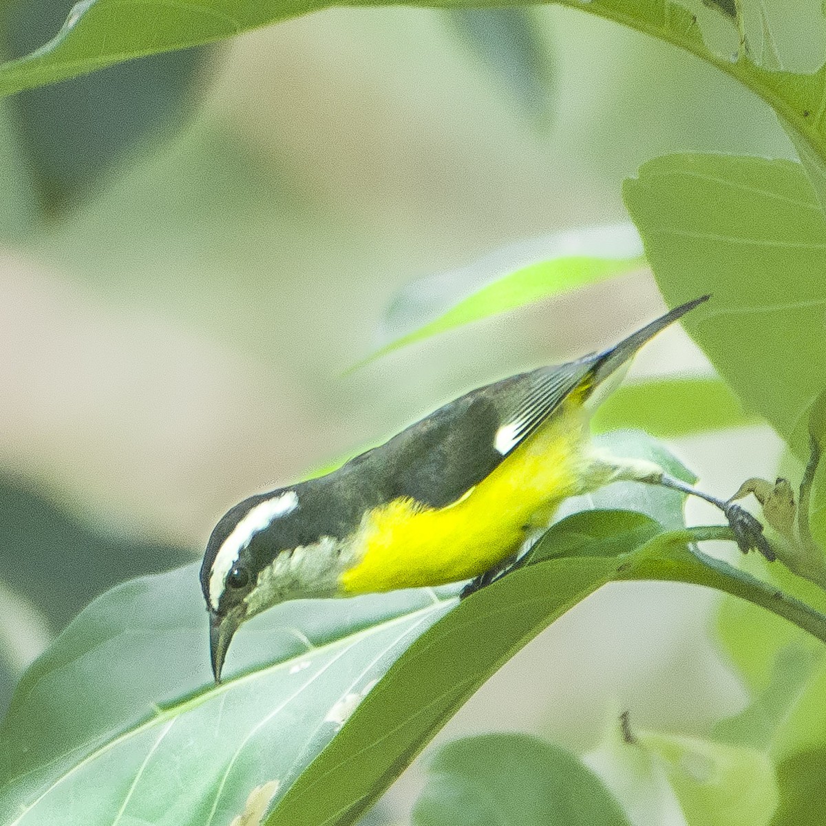 Bananaquit - ML643327799