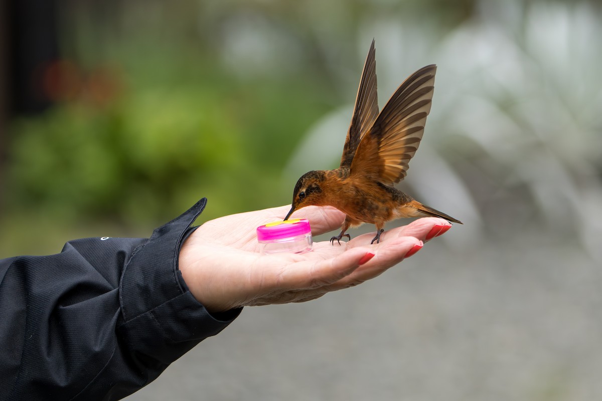 Shining Sunbeam - ML643327807