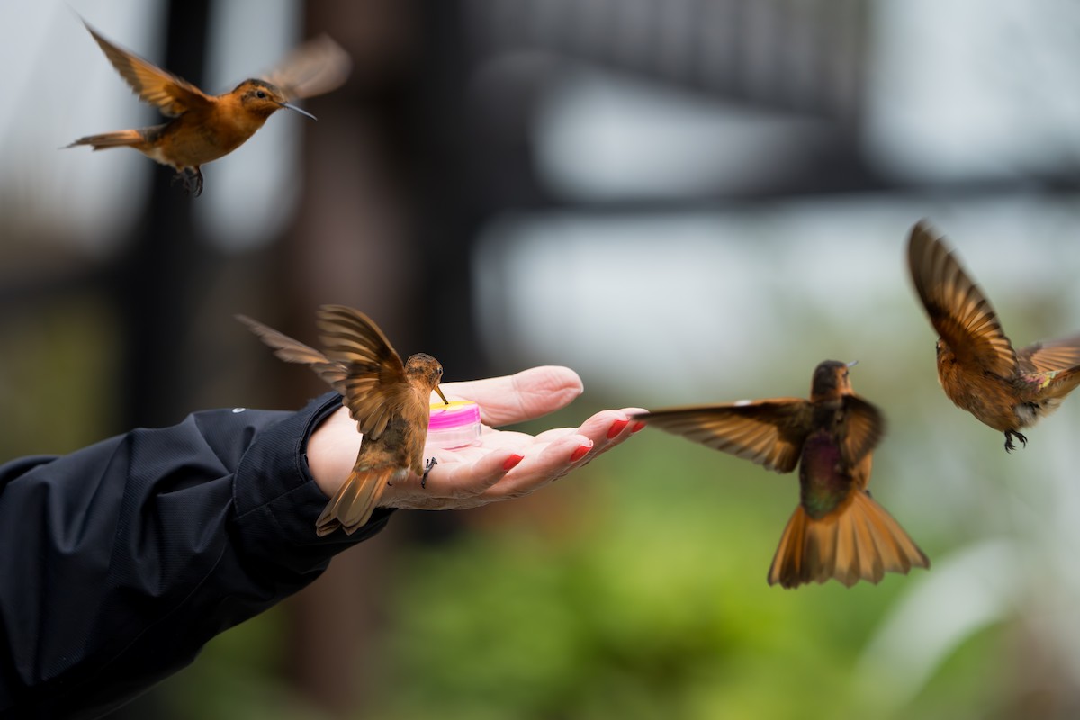 Shining Sunbeam - ML643327808