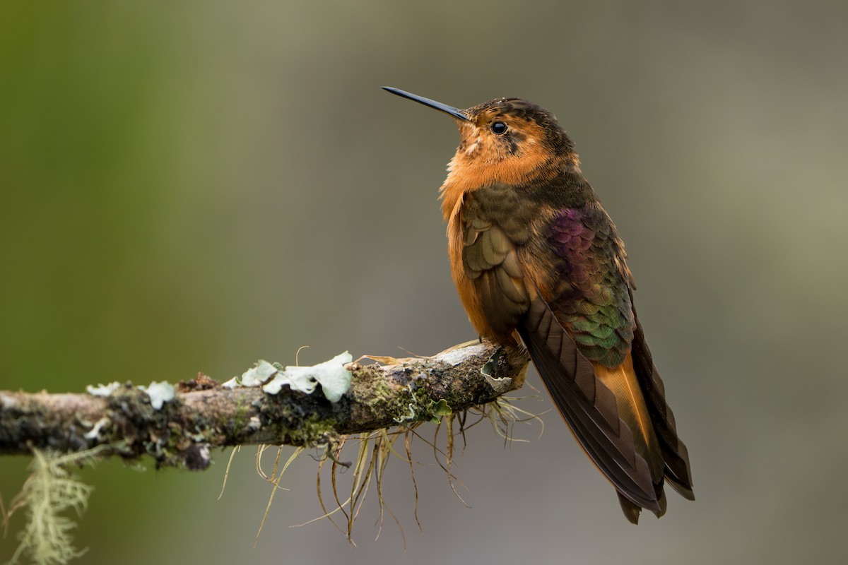 Shining Sunbeam - ML643327809