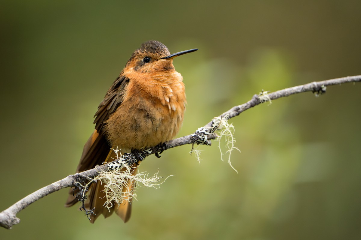 Shining Sunbeam - ML643327811