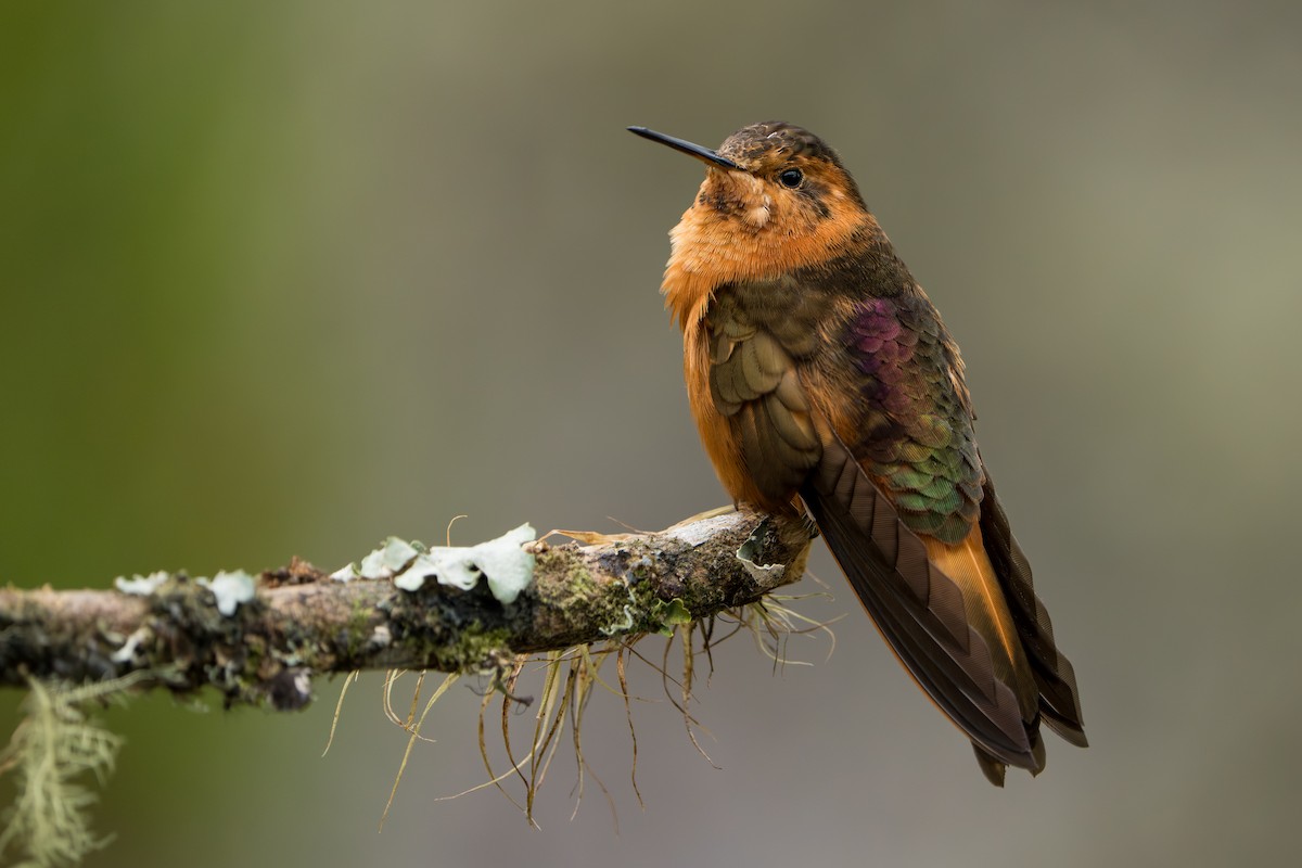 Shining Sunbeam - ML643327812