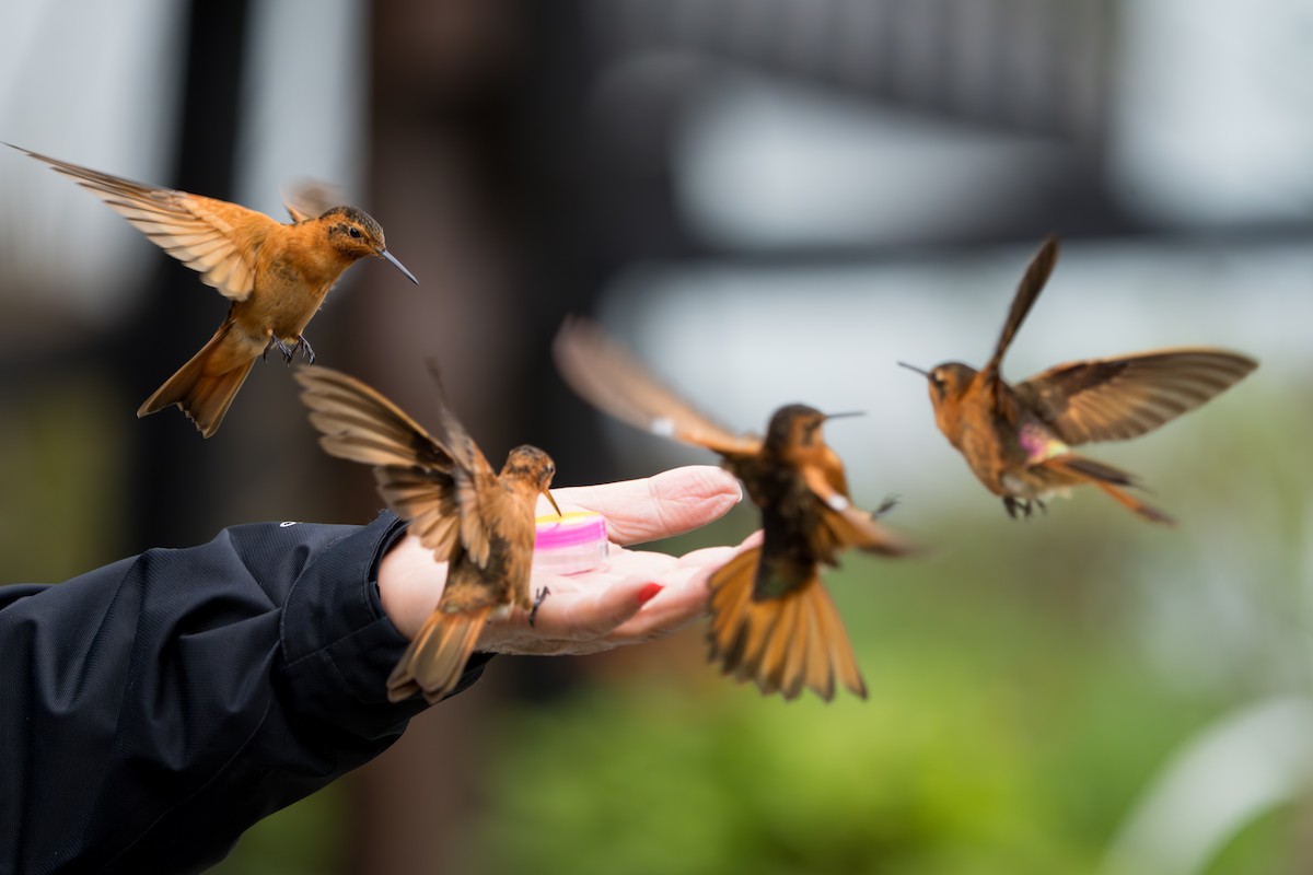 Shining Sunbeam - ML643327813