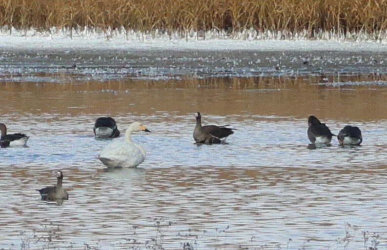 Tundra Swan (Bewick's) - ML643327825