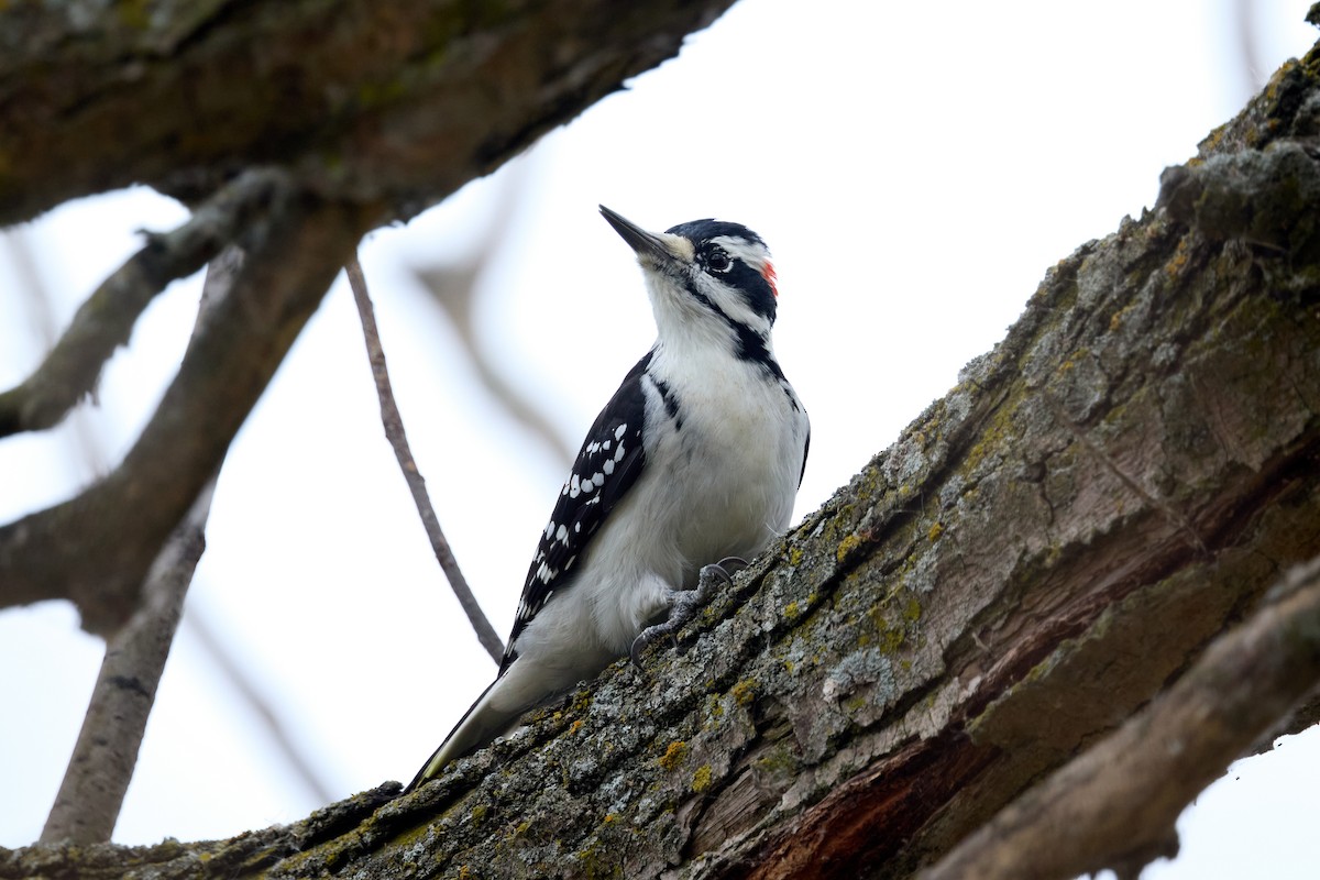 Pic chevelu - ML643327838