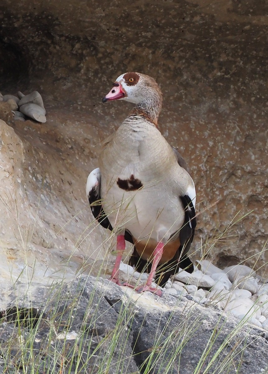 Egyptian Goose - ML643327840