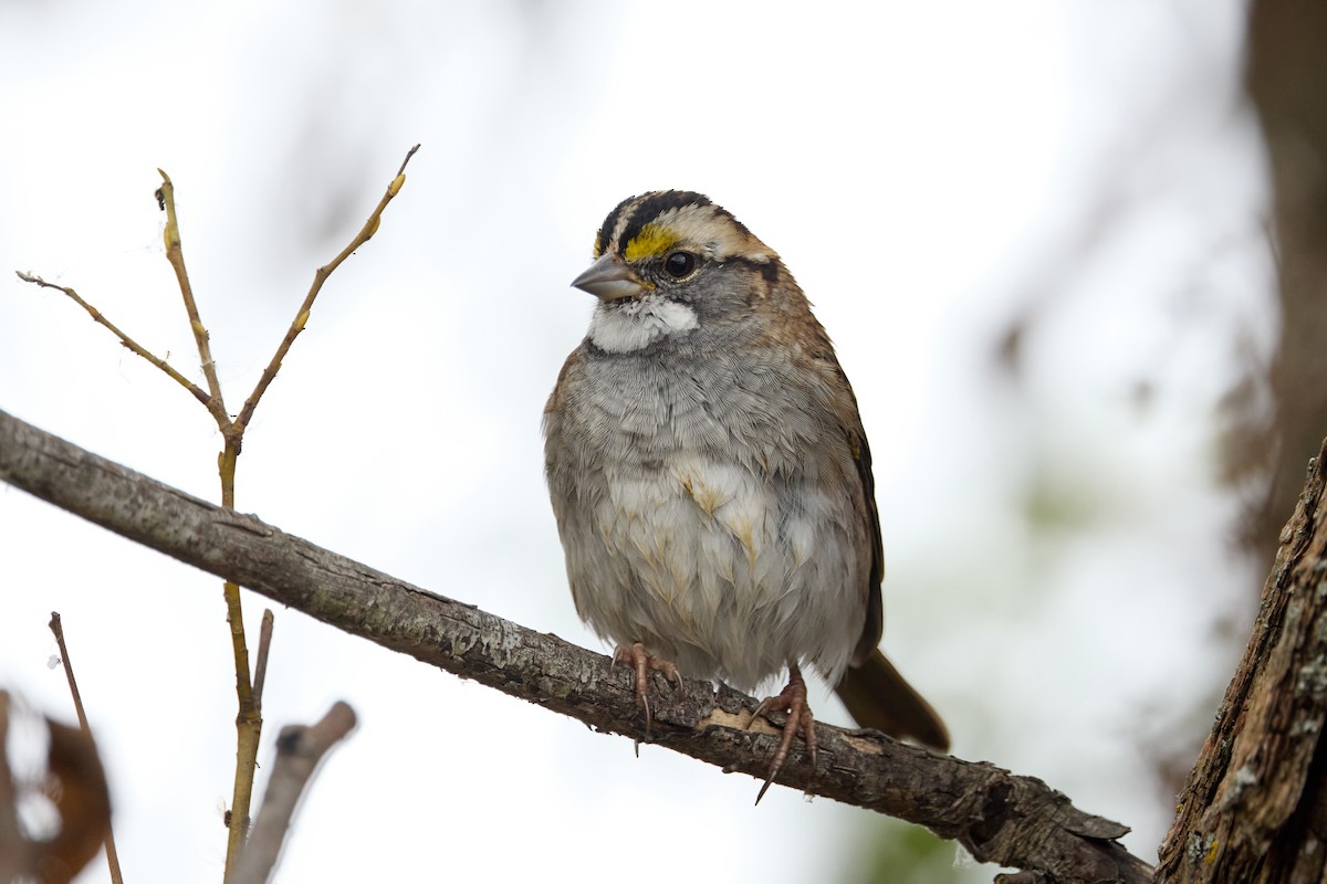 Bruant à gorge blanche - ML643327848